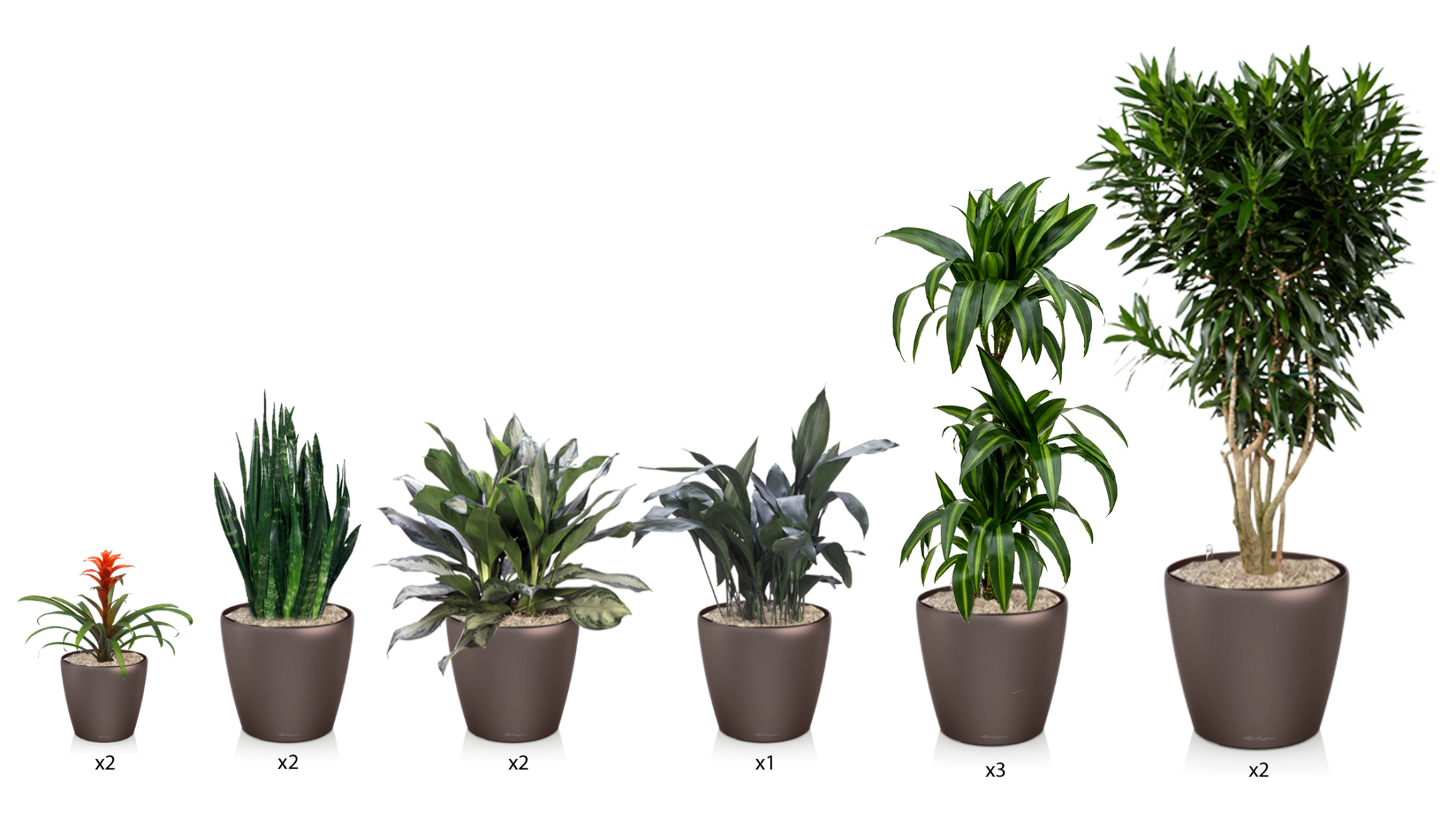 plant-lease-program-charlotte-plantscapes